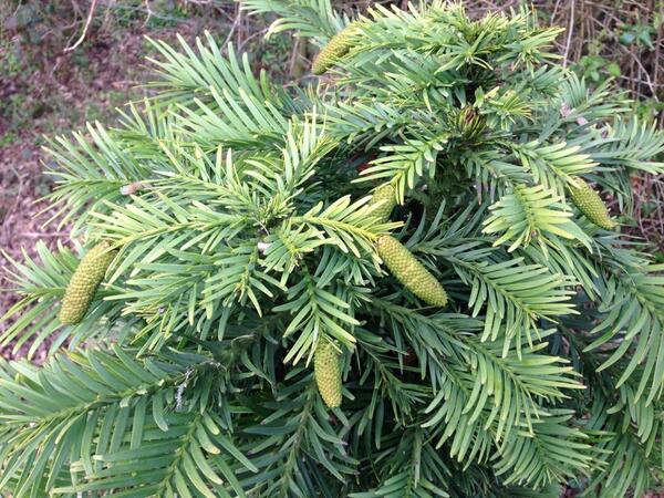 TwoCocksBrewery's tweet image. Last seen in Enborne by dinosaurs (actual ones, not us!) Our  Wollemi pine has sprouted male cones! #livingfossil