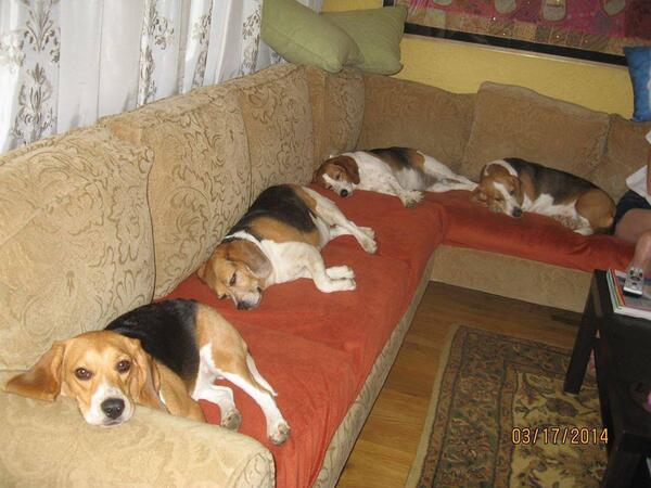 beaglefreedom's tweet image. OMG! It's a beagle train! Santi of the BFP Bay Area 6 rescue is in the front (of course)! It's a ruff life! #beagles