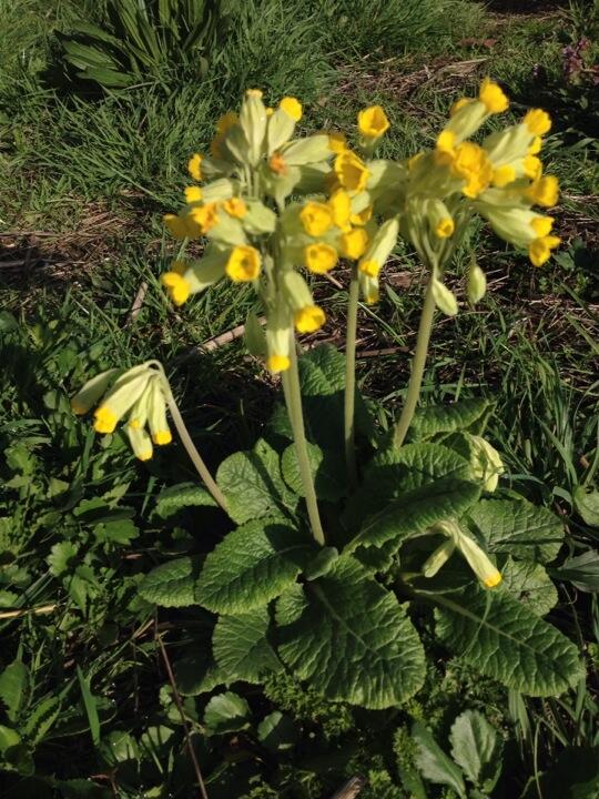 podgardendesign's tweet photo. Cowslips http://t.co/R2sE4ng819