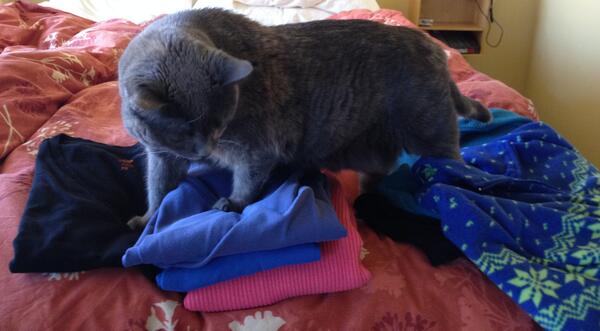 phoebe_cat's tweet photo. Another way cats are more useful than dogs: help with folding laundry http://t.co/0DtNfgPzta
