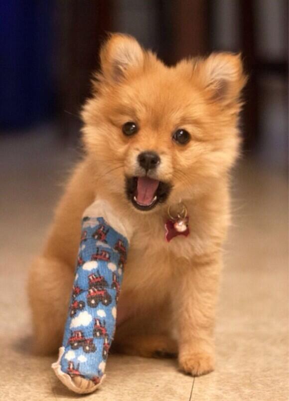 BabyAnmlPosts's tweet image. Look guys I broke my arm!