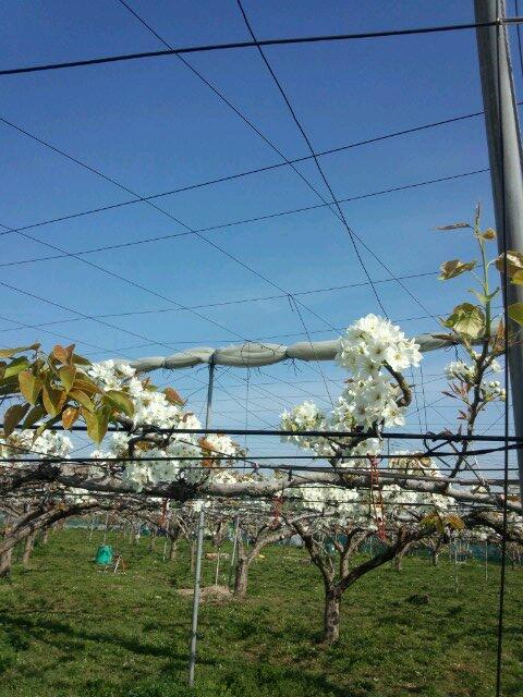 FullmoonAk's tweet photo. 梨の花も満開です。 http://t.co/T26VpAVdeV
