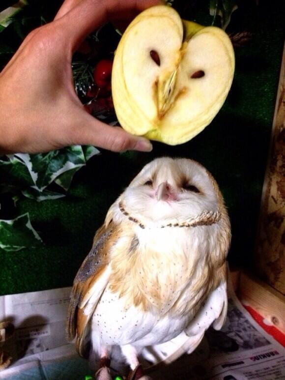 BabyAnmlPosts's tweet image. An owl and an apple look so similar!