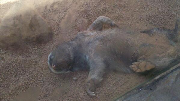 steve_l15's tweet photo. @westernforce The Honey Badger after having 3 bits of meat today http://t.co/yCX1tEAH8m