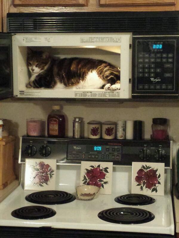 Paul_Thomas564's tweet photo. #GuiltyPetsGMA Daisy Mae finding another cozy spot http://t.co/RYmJbvtBHz