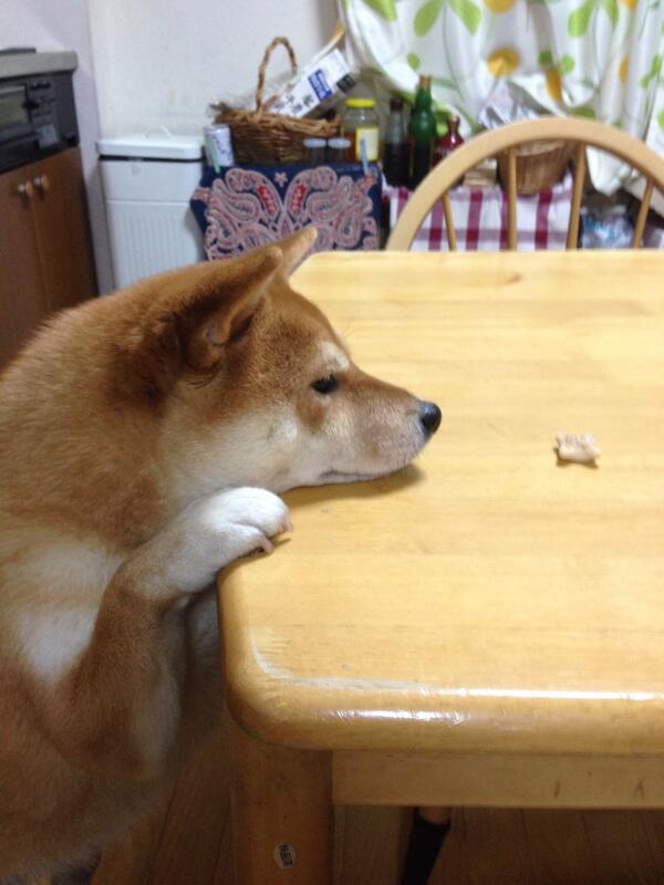 newshibesbot's tweet image. 