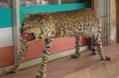 Half Leopard, half footstool, all Terror.
