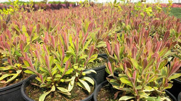 moristarr's tweet photo. I love the colors on the new spring foliage of Euphorbia Ascot Rainbow http://t.co/VTXAf0mCj5
