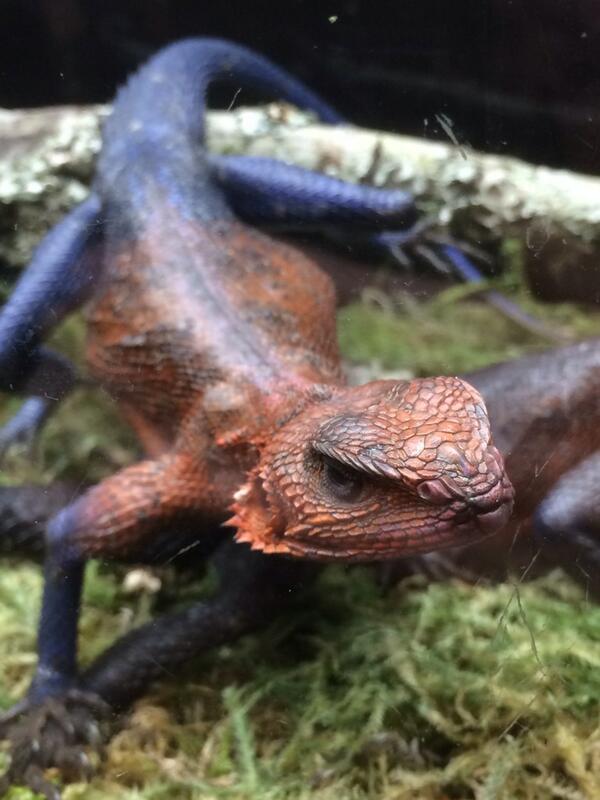 KleeDavis's tweet photo. Coolest little guy! Spiderman lizard #repticon @Repticon #repticonatlanta http://t.co/83JMvR5YQ9