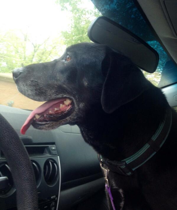 cassiecravings's tweet photo. Off to the vet to see if this fella has a chip #founddog #easttexas #findmyhuman http://t.co/ofKfbLawOi