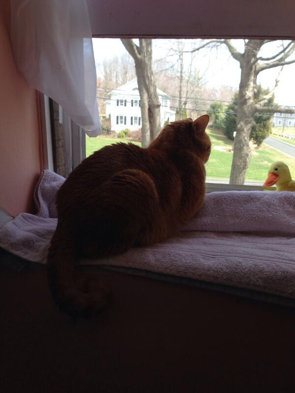 TinyBillyShow's tweet image. Hen in a dogbed. Kitty in a window. Player playin. #statuscheck