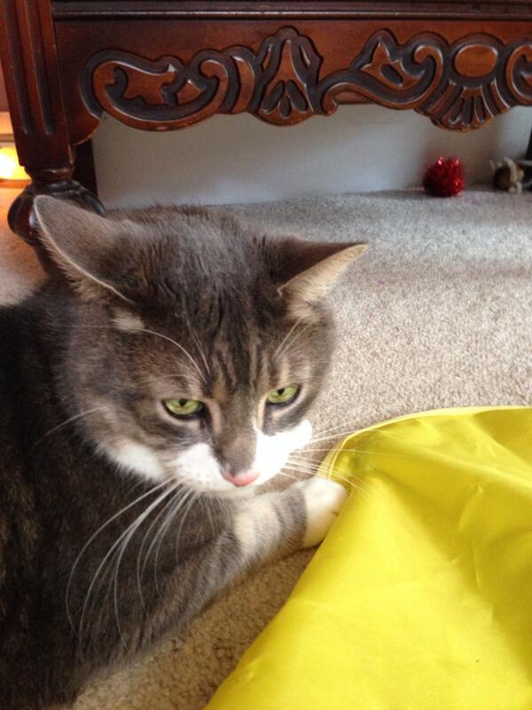 TinyBillyShow's tweet image. Hen in a dogbed. Kitty in a window. Player playin. #statuscheck