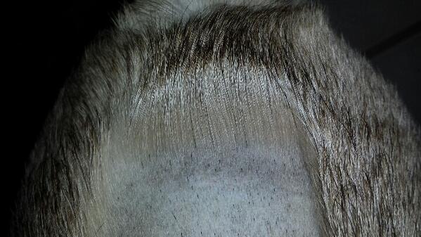 Pugs Com tweet media