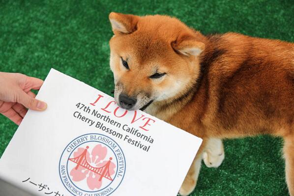 Norcal Cherry Blossom Festival On Twitter This Shiba