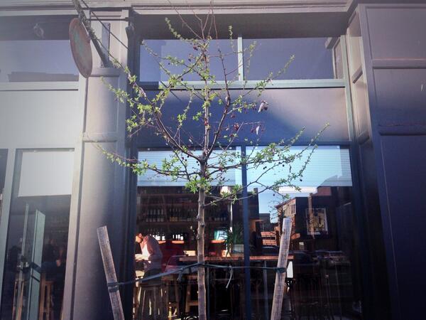 bodegamalasana's tweet photo. The trees are budding in front of bodega and our future restaurant #goodomen http://t.co/DhgziVipJP