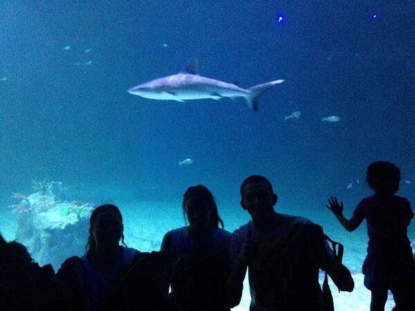 darcymoore's tweet photo. #Q183 #vatoslocos #questival #gearforgood real sharks are freaky! Some of my teammates favorite animals! http://t.co/ueqs70CTFn