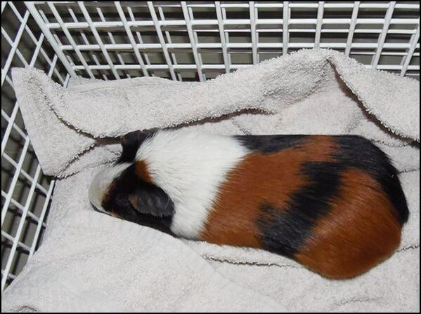 DE_HERENIGING's tweet photo. GEVONDEN: CAVIA 3-kleur 
#UTRECHT #UT Cartesiusweg   #DHgev 9/4/14 https://t.co/zoT0bep5gW http://t.co/98UlGY4M3b