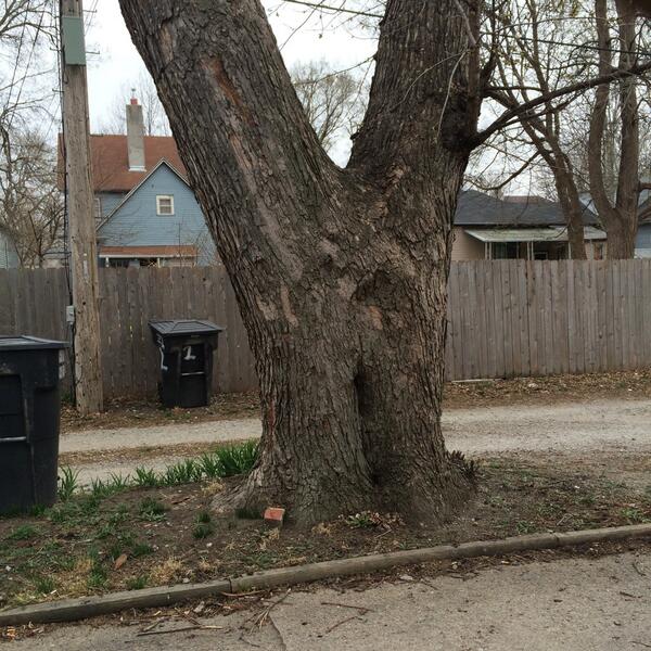 only1bethany's tweet image. Something is up with your arbola out here @eyekelley  #whatthatlooklike