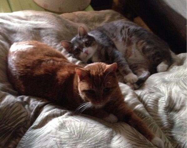 TinyBillyShow's tweet image. Kitty in the window. Kitties in the loft. #statuscheck