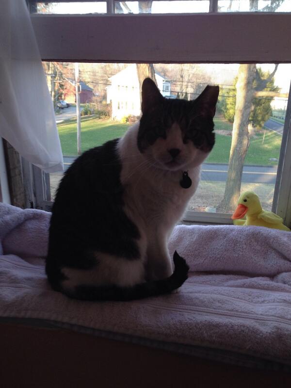 TinyBillyShow's tweet image. Kitty in the window. Kitties in the loft. #statuscheck