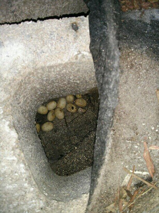 Then pulled up a few rocks a, no joke, there must be a hundred or more eggs! http://t.co/FvZtZAKV1F