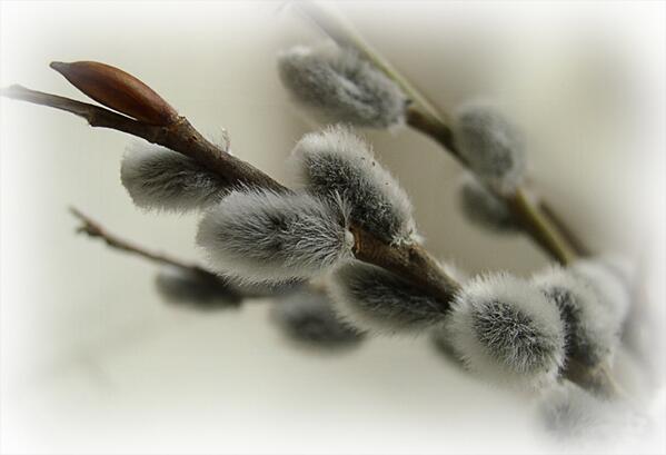 nastja_str's tweet image. @Lobenko90 ПускайУдача рядом ходит, И счастье поскорей находитК тебе короткий верный путь,Ты,Главное,Счастливым будь!