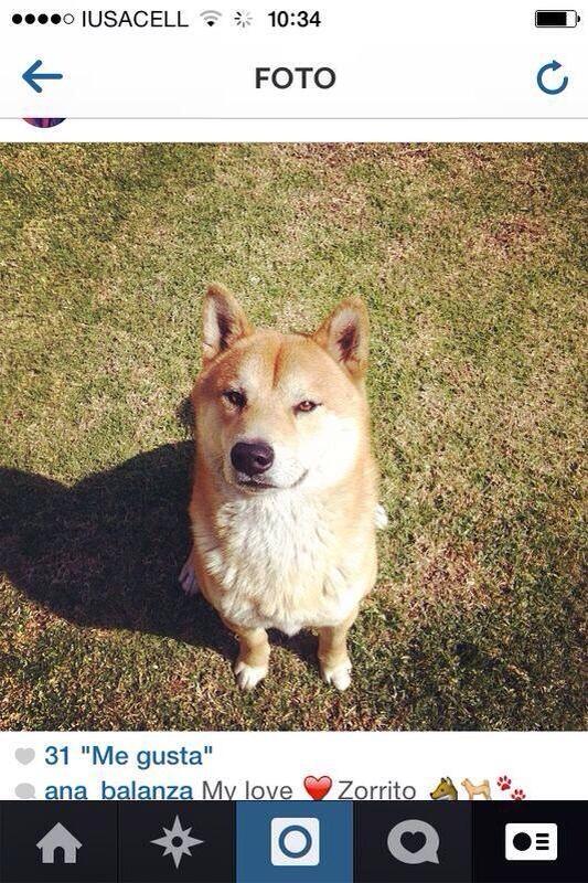 Este es Gibson!! Se perdió en Arboledas en Atizarán de Zaragoza, Estado de México TEl: 5551024635 X favor RT!