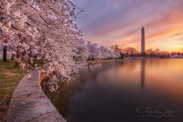 Gabriele_Corno's tweet photo. Spring in Washington DC by Chez Watts #Sakura http://t.co/eHZWwrWcY3