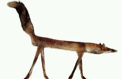 CrapTaxidermy's tweet photo. "Tell me the truth Foxy, did you eat my fucking 9 Iron?!" http://t.co/qScqSVBXGo