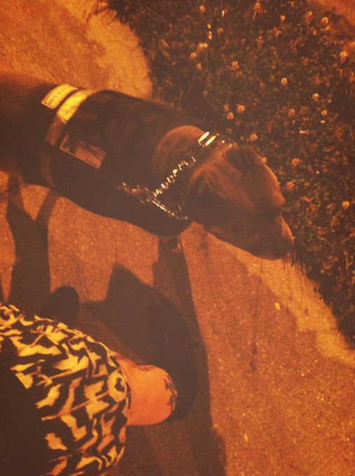 Jezebelle and I go walking...after midnight! http://t.co/l6hOu75OEB<a href="/tag/pitbulllove"class="tags"><span>#pitbulllove</span></a>