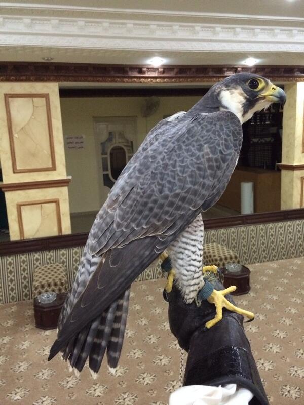 q8_falconry's tweet photo. طرح السفّانية ومزادها اليوم  ٧ مساء
مكتب هاشم الصليلي http://t.co/HsvyIeNjg3