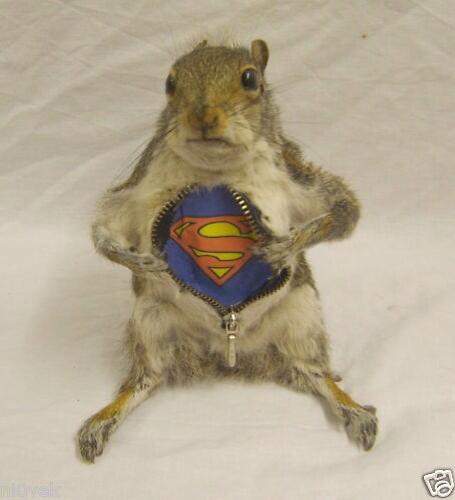 CharlBerry10's tweet photo. “@MyTruelad: #TaxidermySquirreLAD http://t.co/odKMjdsVno” @LucySwell @vernVST1 @freakfi @kirsty_simon