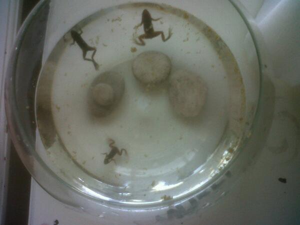 Carlota Jimenez  tweet media