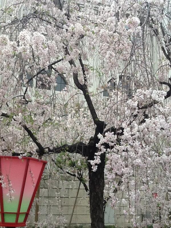 KainFun's tweet image. 造幣局綺麗でした。