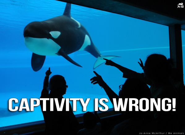 peta's tweet photo. WRONG: Orcas in captivity can't hunt, so @SeaWorld pumps them full of up to 83 lbs of GELATIN daily. #CaptivityKills http://t.co/oKjfTfhcZP