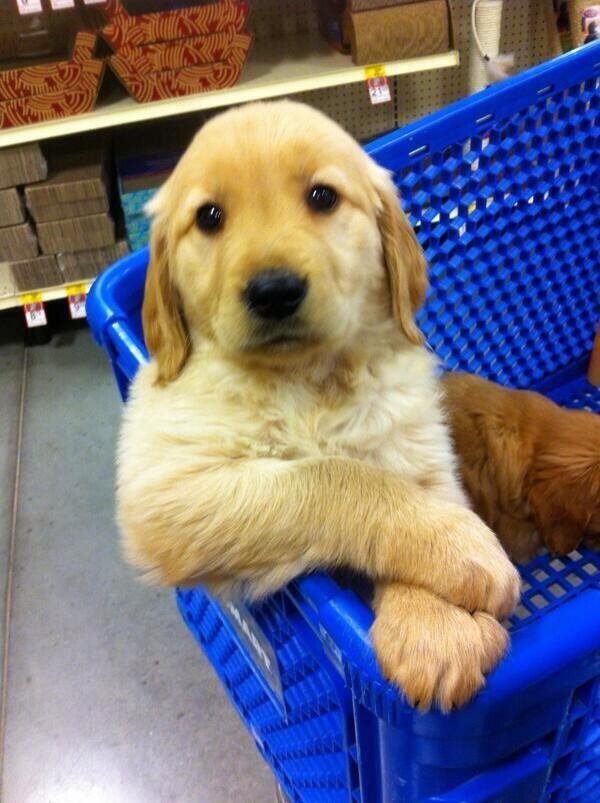 BabyAnmlPosts's tweet image. Buy me some dog food mama!