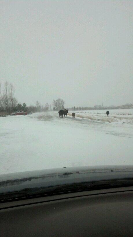 wyhoopscoach's tweet photo. The joys of rural living. For you city slickers, those are random cows coming down my driveway ... yeah, that's snow! http://t.co/4jFVkwzdgn