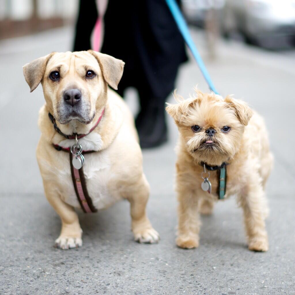 Brussels griffon store corgi mix
