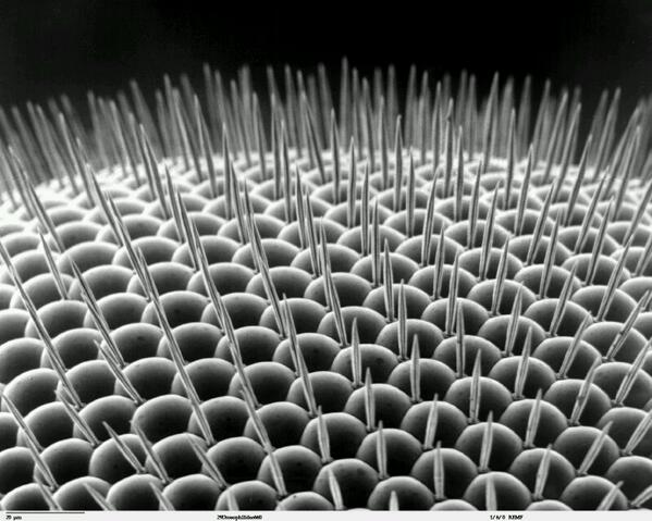 microscopic things on twitter a fly eye lens positioned at the