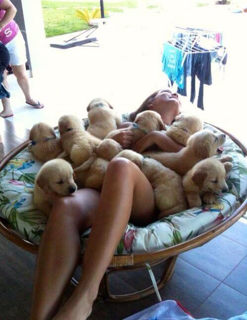 DankroftK9's tweet photo. El mejor antidepresivo. #goldenretreiver#camada#puppylove#cachorros http://t.co/dqE76aFVKp