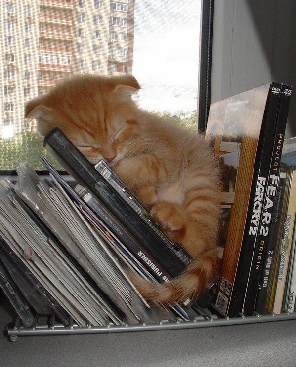 PetParentsTV's tweet photo. Does your cat sleep in unsual places? http://t.co/jLniSq8KoR