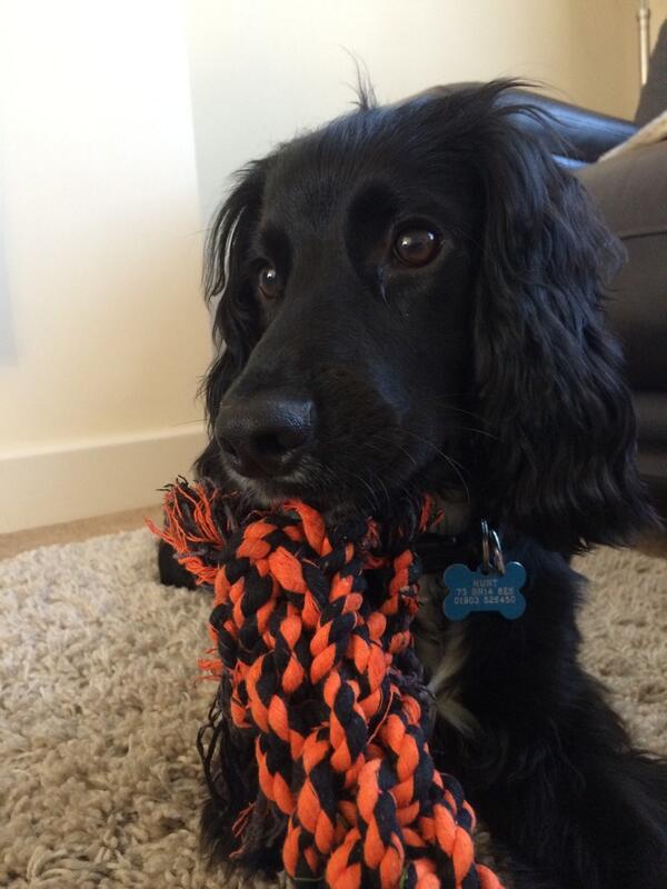 JoshuaHunt_'s tweet image. Moving on to bigger and tougher things #doglife #newchew