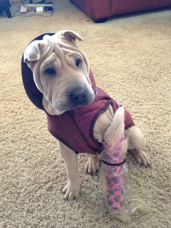 thelovelyopal's tweet photo. @BabyAnimalPics still cuter. http://t.co/mrQIhr9j1t