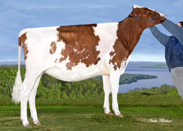 Colganados's tweet photo. LOOKOUT ELMBRIDGE LADY ROOI-RED-ET 2nd Fall Yearling New York R&amp;W Spring Show. Embryos available by Armani! http://t.co/Nka1xGZ8Xh