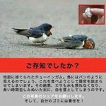 人間のごみのせいで小鳥がのたうち回って命を落としていく