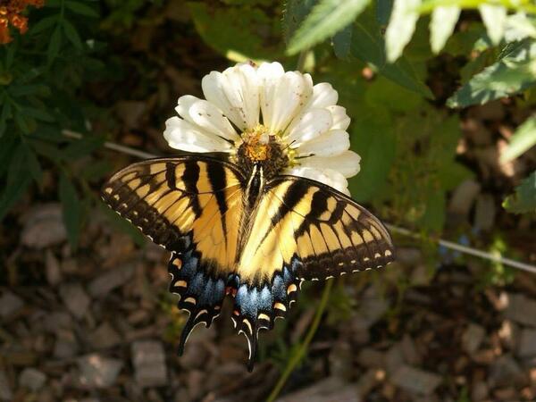 HeyItsHannaJane's tweet photo. What about this butterfly picture? @MichaelEklund :) http://t.co/MorCMqiNqn