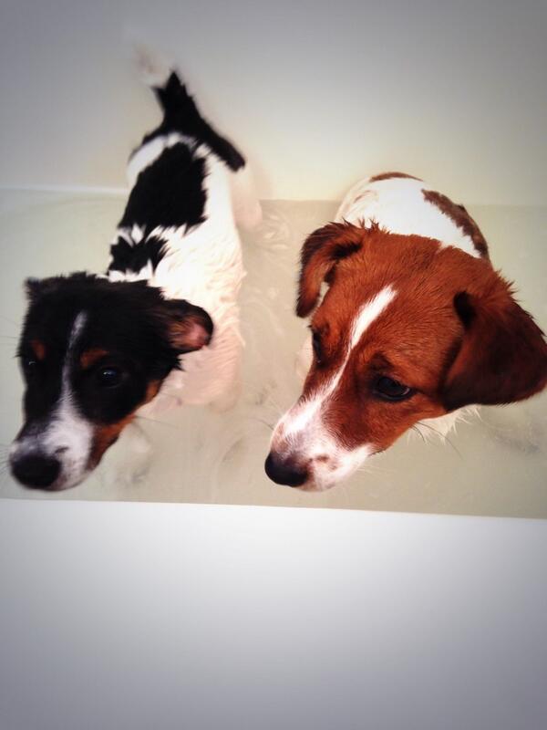 kelkelxc's tweet photo. Bath time with my babies!!! http://t.co/fsB3cIDJ1Z
