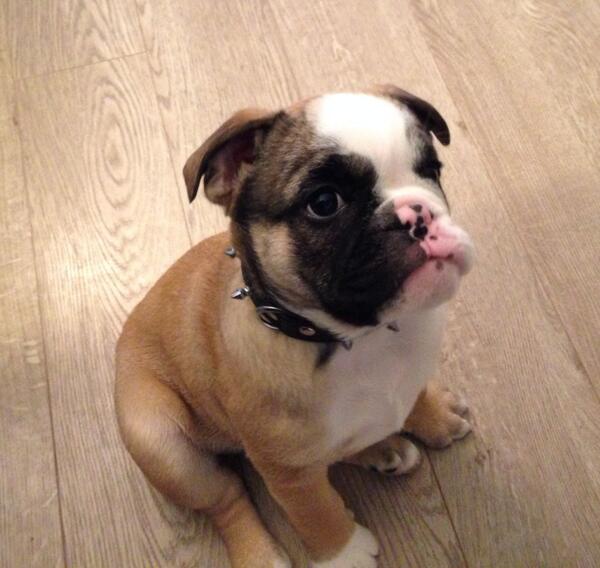 Do you like my new big boy collar daddy?? <a href="/RealDealVeal/">Ed Veal</a> #badass