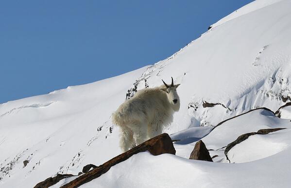 High up on a ridge today came face to face with a big Mountain Goat.  Looked at me for awhile then went and sat down.