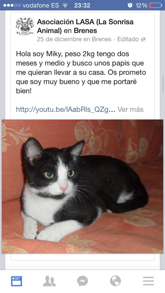 behindanimals's tweet photo. Micky, gatito d 2 meses busca hogar. Con @LASAnimal http://t.co/3rWUWzMUlX